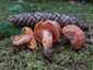 Lucfenyvesi rizike (Lactarius deterrimus), Őrség